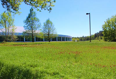 Clover field planted at McIntosh site