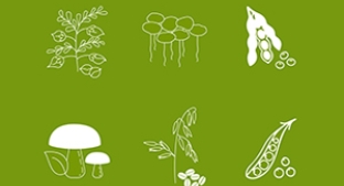 Examples of plant protein sources Examples of plant protein sources