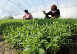 Two women stevia farmers